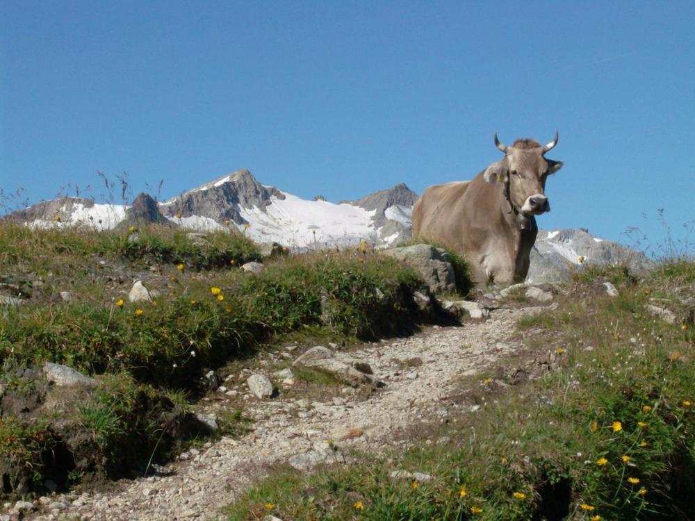Diese Einfache Unterkunft- Bergheimat Ist Nur Fuer Backpacker- Rucksacktouristen Und Radfahrer - Huettenfeeling Im Backpackerhoues- Ganz Einfach - Ganz Unkompliziert - Ganz Relaxd Villa Linthal Kültér fotó