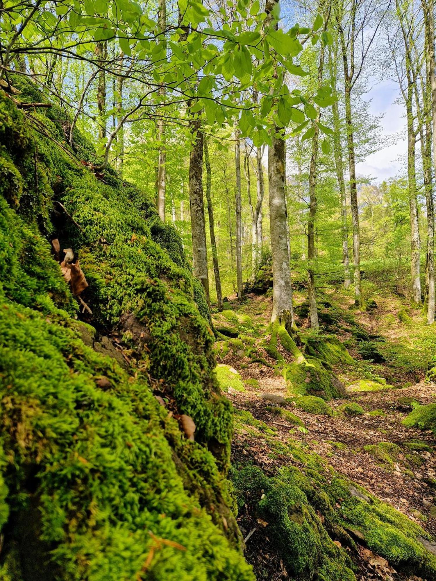 Diese Einfache Unterkunft- Bergheimat Ist Nur Fuer Backpacker- Rucksacktouristen Und Radfahrer - Huettenfeeling Im Backpackerhoues- Ganz Einfach - Ganz Unkompliziert - Ganz Relaxd Villa Linthal Kültér fotó